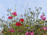 FZ030478 Wild flowers in Barry.jpg